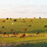 valoracion y finca ganadera