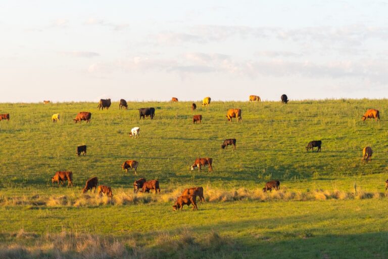 valoracion y finca ganadera